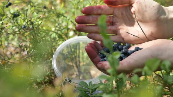 Lady Gathers Ripe Wild Blueberries From Green Bush in Forest