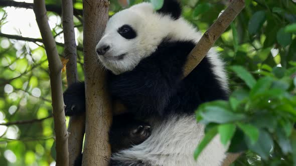 Baby Panda Dozing Off. A Funny Panda Bear Falling Asleep Sitting on a Tree in the Green