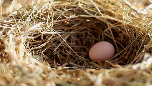 Collection of chicken eggs on the farm. Farmer's hand collects eggs.