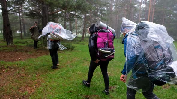 Walkers Walking In The Rain Forest