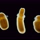 Microscope Larva of Zoanthina Under the Microscope, Class Anthozoa - VideoHive Item for Sale