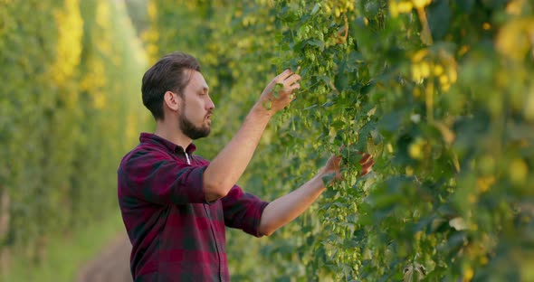 A Farmer Checks the Growing Hops Man Inspecting and Smelling Fresh Hop Cones Used in Making Beer