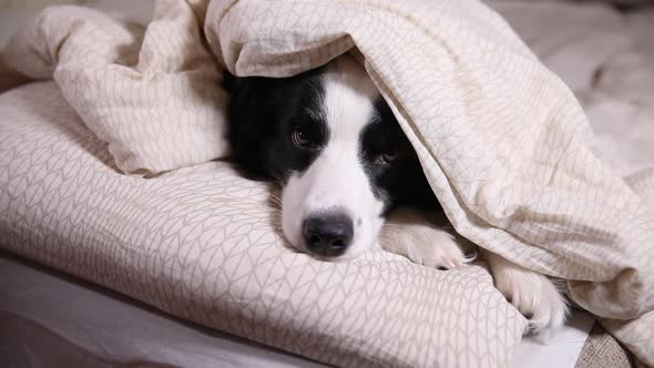 Funny Cute Puppy Dog Border Collie Lying on Pillow Under Blanket in Bed