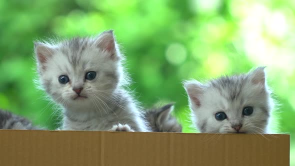 Four Persian Kittens Playing In A Box