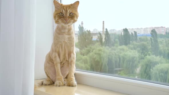 Trimmed Cat with Ginger Fur is Sitting on Windowsill After Grooming and Trimming During Summer