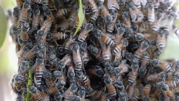 Super Close Shot of a Bee Colony Swarming Over a Honeycomb Structure