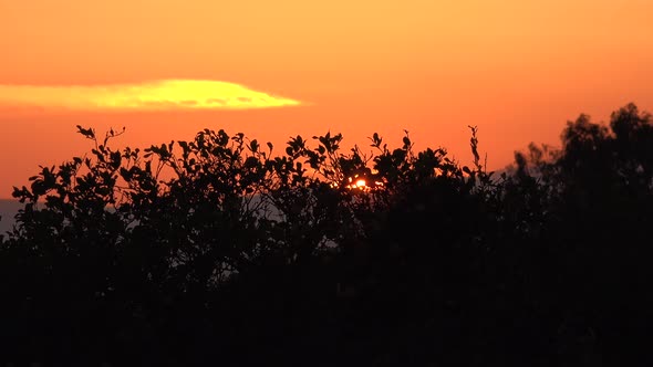 Night After Sunset on the Bushes