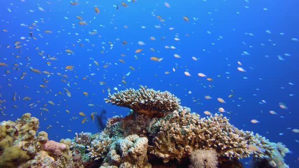 Fish Underwater Coral Reef