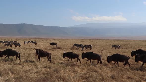 A clip of a herd wildebeest, Connochaetes taurinus or Gnu marching across a open plain during migrat