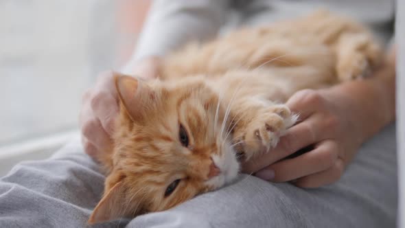 Woman Is Stroking Cute Ginger Cat on Windowsill. Fluffy Pet Purring with Pleasure. Cozy Home