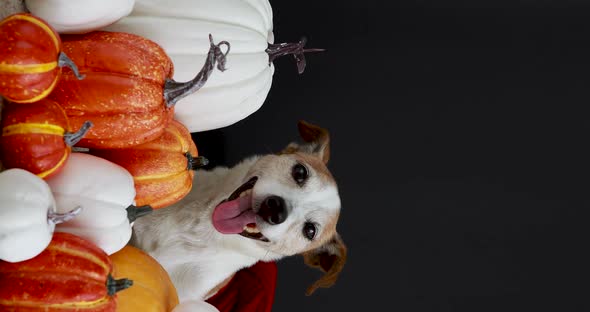 Funny Dog Sitting Amidst Pumpkins Black Background