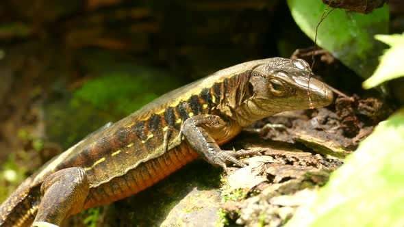 A lazy looking brown and yellow striped lizard leaning on a rock, barely moving, just blinking lazel