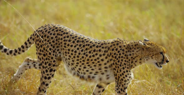 Cheetah walking in the savanna