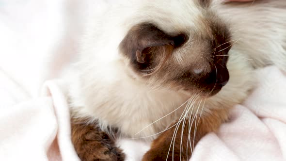 beautiful siamese cat is sitting lying on the floor,petted by owner,woman hand caresses,stroking the