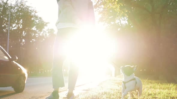 Young Happy Woman Playing with Little Cute French Bulldog on the Road During Sunset at Autumn