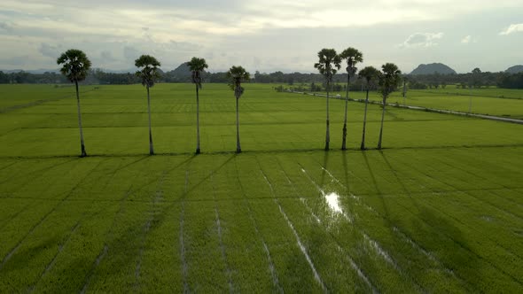 beautiful rice plants in rice field. aerial view drone top view. evening time.