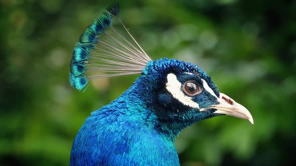 Peacock Looks Around and Ducks