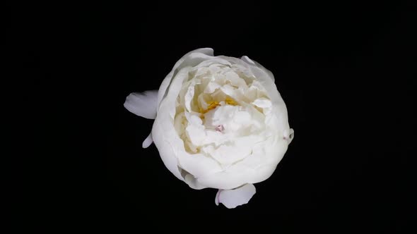 White Peony Blooming on Black Background