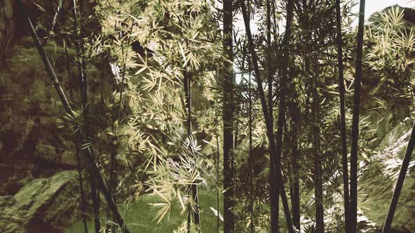 Bamboo Grove in Dense Fog