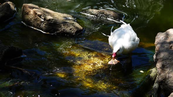 Duck Drinking Water From Creek