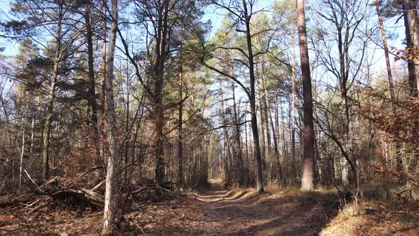 Forest with Trees in the Fall