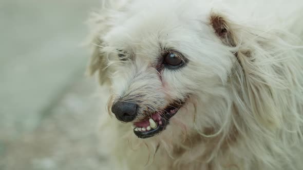 Old Poodle Dog