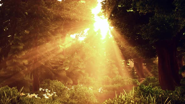 Cartoon Wooded Forest Trees Backlit By Golden Sunlight