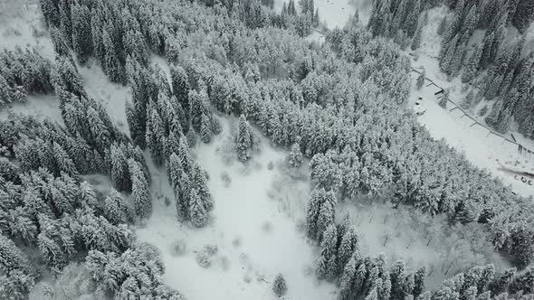 The Winter Forest Is Covered with Fresh Snow.