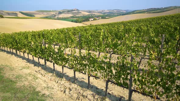 Vineyard Landscape in Tuscany , Italy