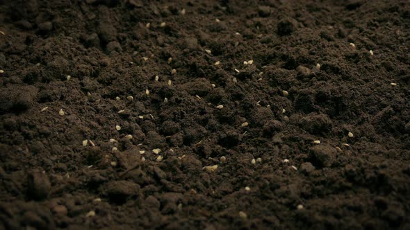 Seeds Are Scattered On The Soil