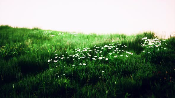 Grass on the Field During Sunrise