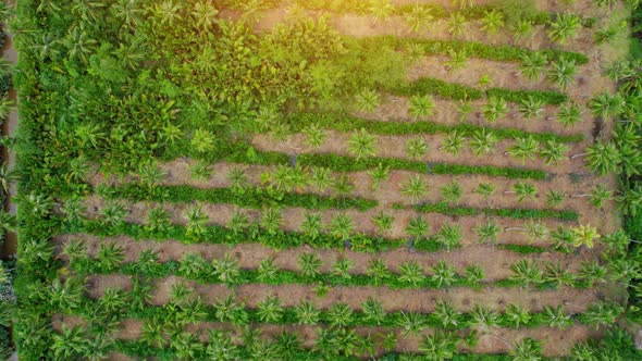 Drone fly over beautiful coconut plantations