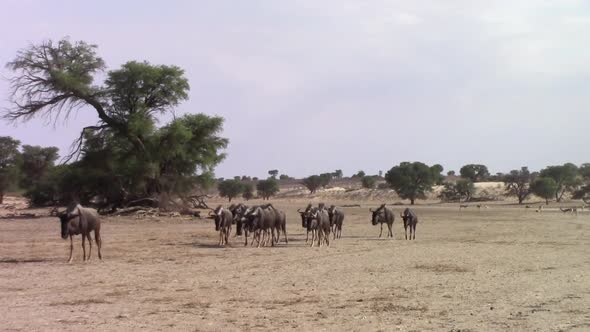 Confusion of Wildebeest walks through frame in Kalahari Desert sand