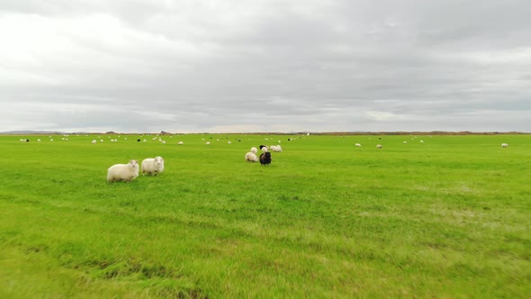 Icelandic Sheep Graze in a Green Meadow, Aerial View
