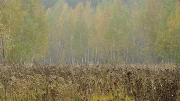 Snowstorm in the Autumn Forest. alt