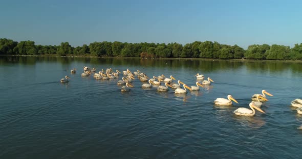 close shot of a flock of pelicans swimming on the water