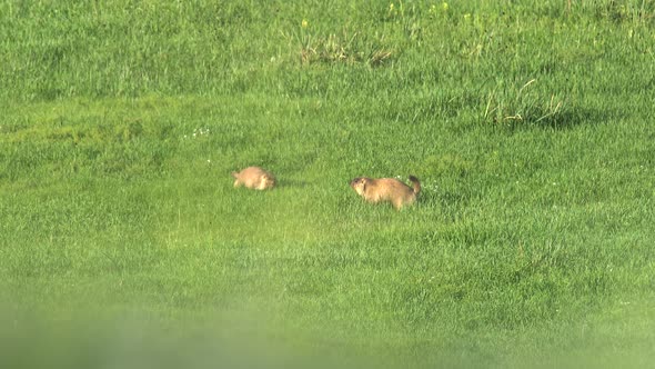 Two Male Marmot Fighting in Green Meadow