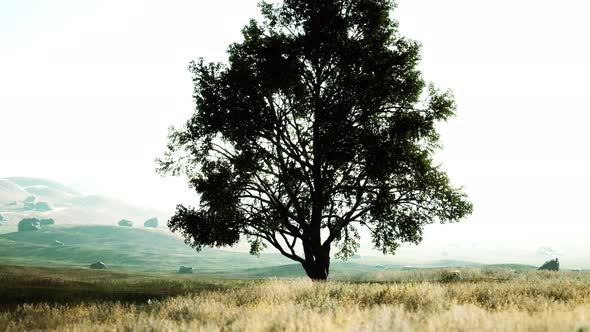 Iconic Oak Tree Casts a Long Shadow Into a Golden Hill