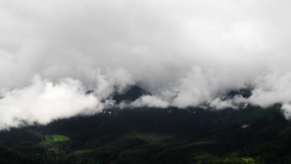 Misty Forest in Mountain. Marvelous View of Over Pine Forest in the Morning.