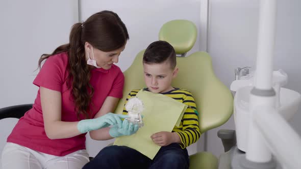 Happy Dentist Counseling a Courteous Boy the Careful Oral Care Using Jaw Layout