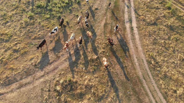 Aerial View of a Herd of Cows Grazing in the Ukrainian Village on Countryside