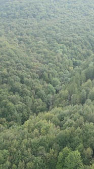 Aerial View of Trees in the Forest