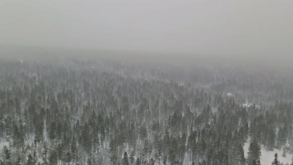 Winter Landscape in a Snow Covered a Heavy Wet Snowfall a Thick Layer of Snow Lies on the Branches