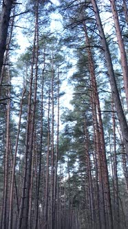 Vertical Video of the Pine Forest in the Afternoon