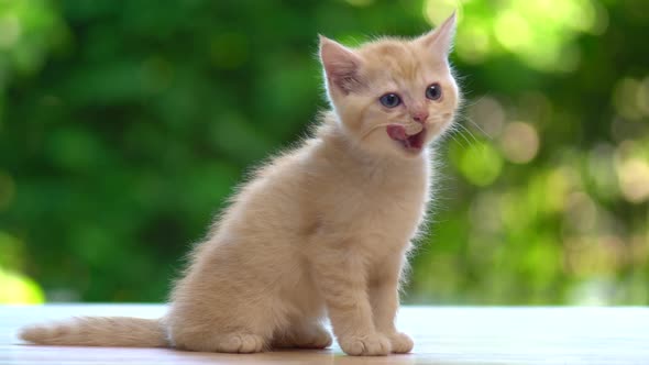 Cute Orange Kitten Sitting And Licking Lips On Wood Table