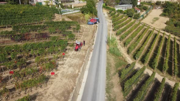 Farmer harvesting vineyard with tractor machinery. Red wine vine grapes harvest