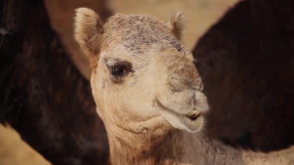 Camels at the Pushkar Fair, Also Called the Pushkar Camel Fair or Locally As Kartik Mela