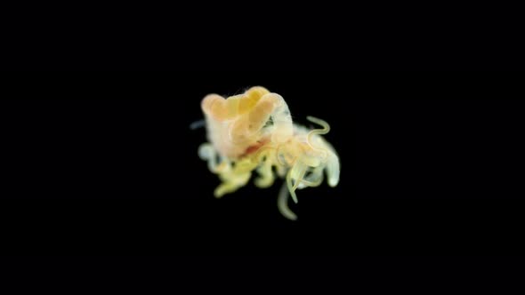 Worm Polychaeta Under a Microscope