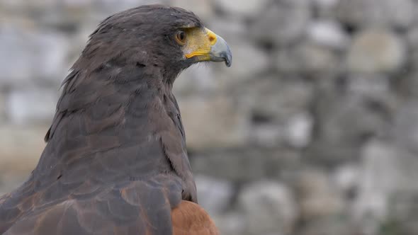 Harris Hawk