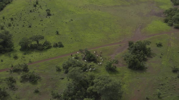 Africa Mali Forest And Cattle Herd Aerial View